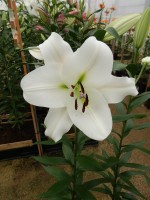 [4184 Topeka VH No02.JPG]